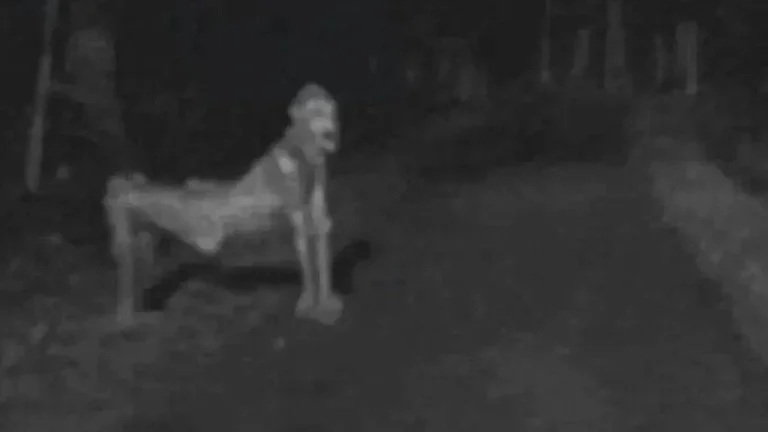 Skinwalkers (Cambiapieles) — Los brujos proscritos de la Nación Navajo